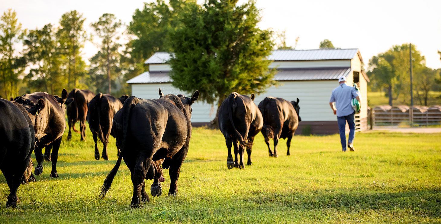 Cattleman, JT Hargrove, walking in font of a herd of black cattle in a green pasture.